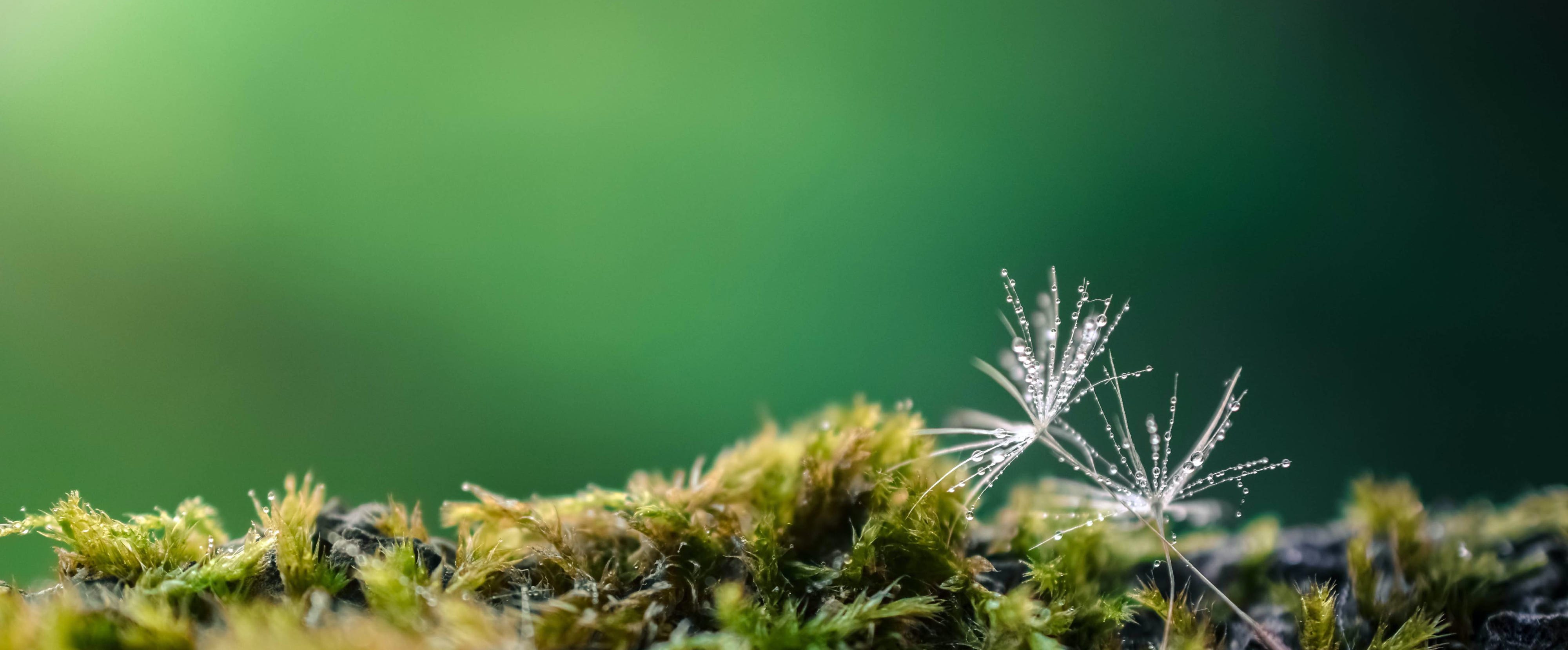 Kamascha – Heilsame Nahrung für Körper und Seele